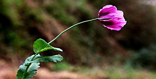 《地平线：西之绝境》PS4版性价比完胜PS5版